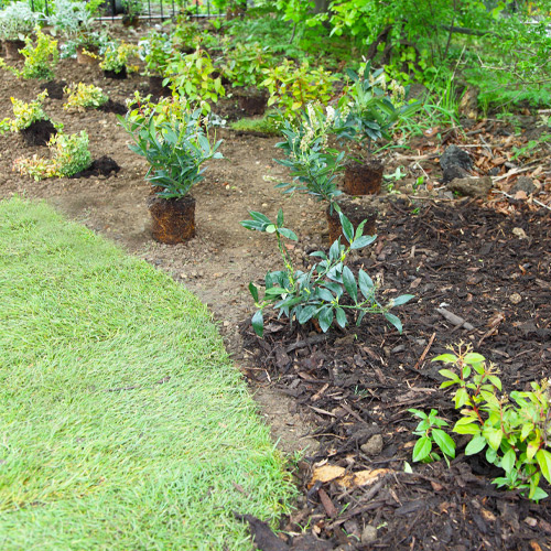planting in garden