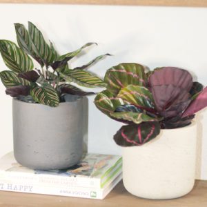calathea