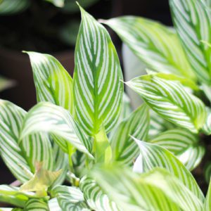 calathea leaves