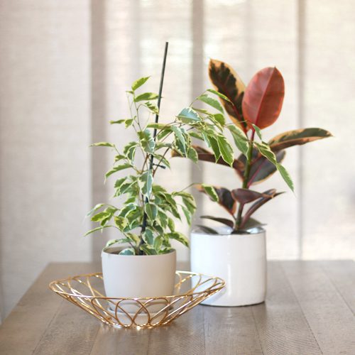 ficus