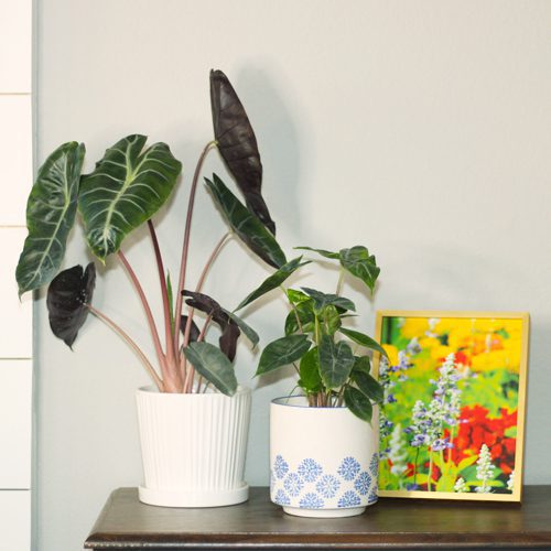 alocasia
