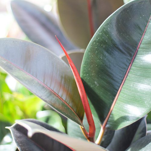Ficus elastica Abidjan
