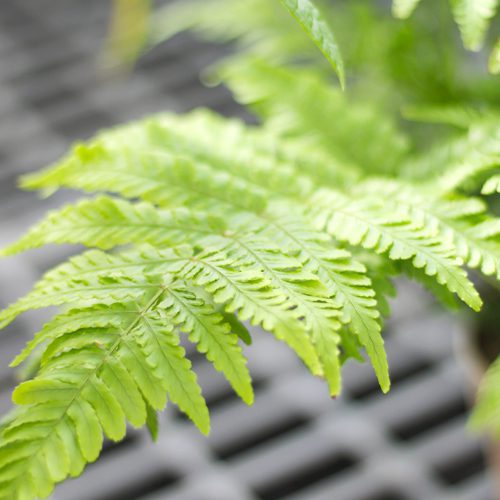 autumn fern