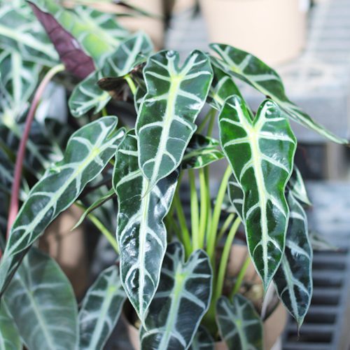 alocasia Bambino