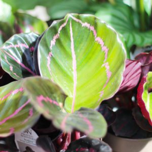 calathea dottie