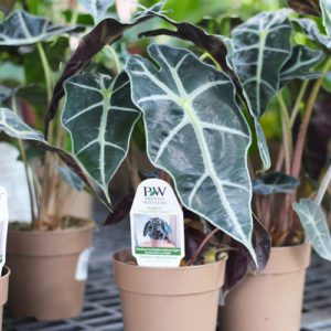 Dwarf Amazonica alocasia