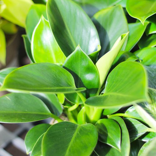 green princess philodendron