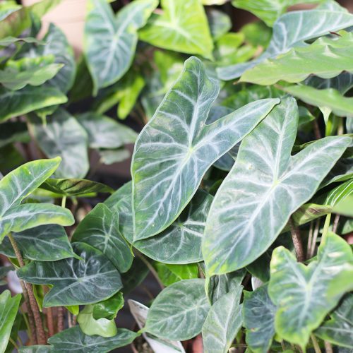 ivory coast alocasia