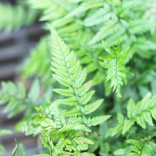 korean rock fern