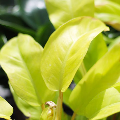 lemon lime philodendron