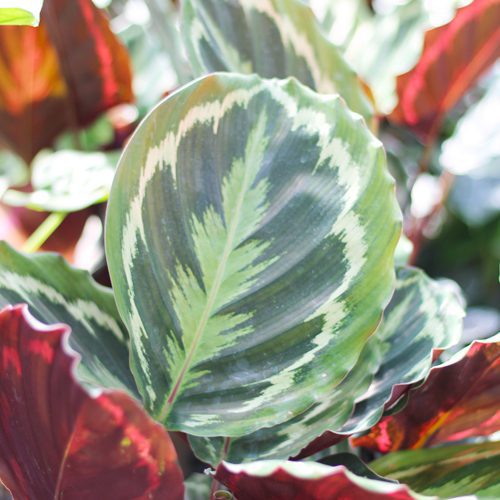 medallion calathea
