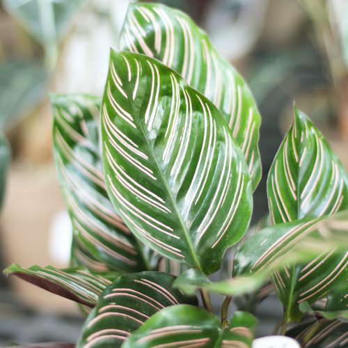ornata calathea