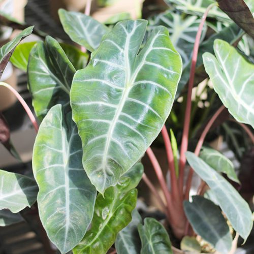 pink dragon alocasia