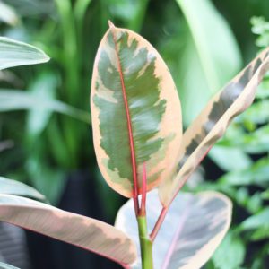 Ficus elastica Tineke