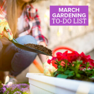 what to plant in march