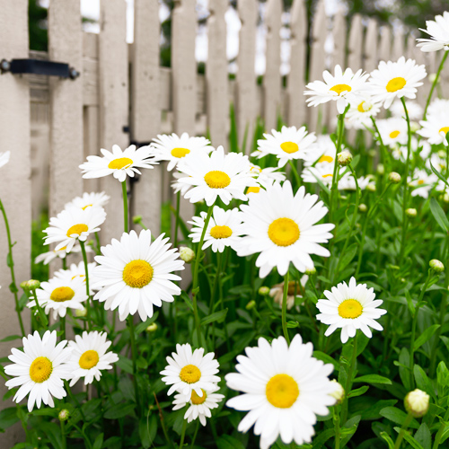 picture of shasta daisy | What should I do to prepare my garden for spring?