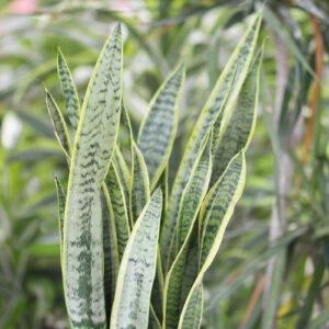 sansevieria