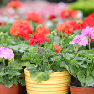geraniums