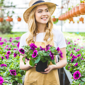 petunias in garden center