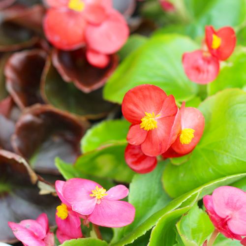 picture of begonias | march gardening tips