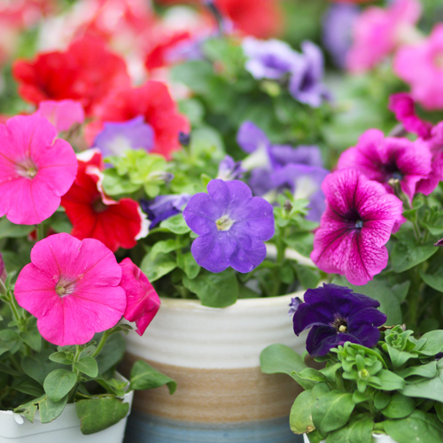 picture of petunias | april gardening checklist