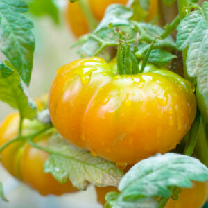 tomato