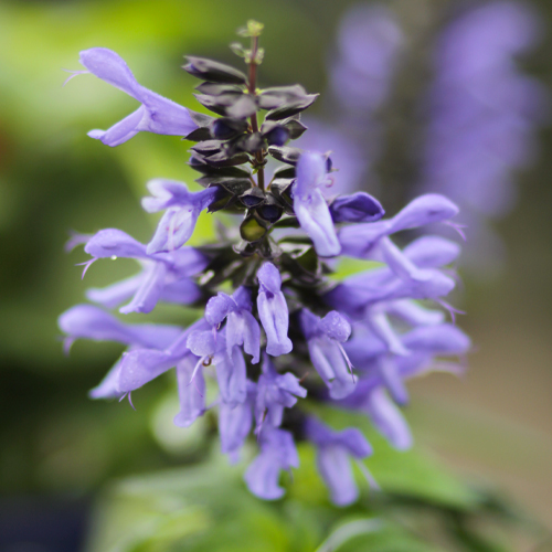 salvia