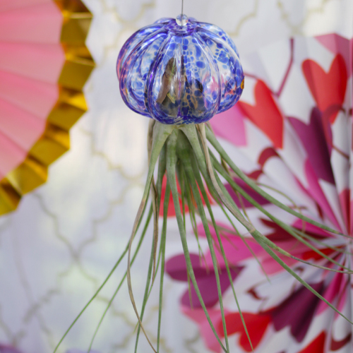 jellyfish air plant