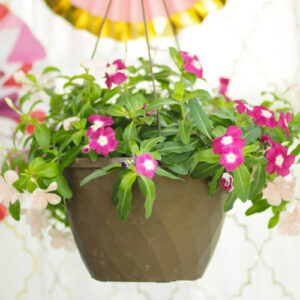 mother's day hanging baskets