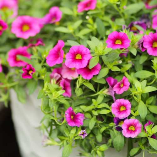 calibrachoa