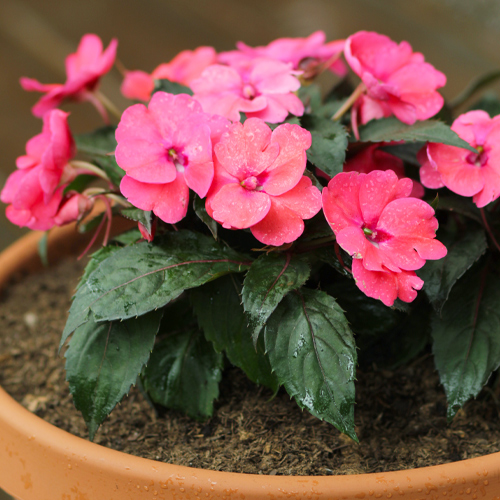 new guinea impatiens