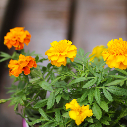 marigolds