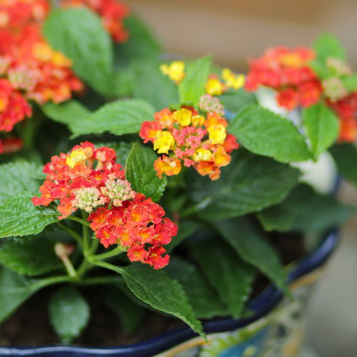 lantana