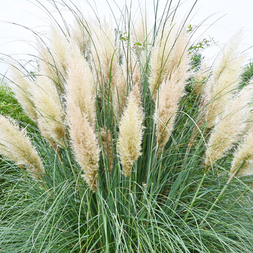 pampas grass