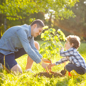 planting a tree