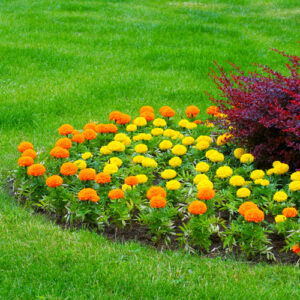 marigolds in flowerbed