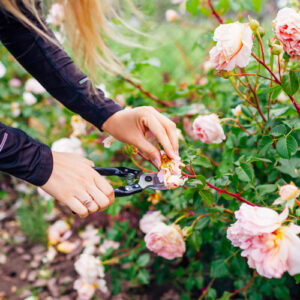 pruning