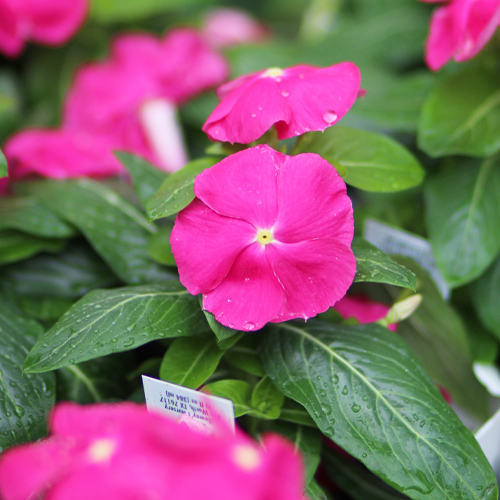 cora vinca | May Garden Maintenance Checklist