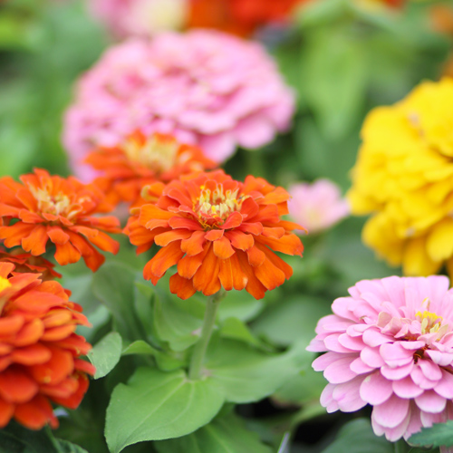 zinnia | May Gardening Tasks Checklist