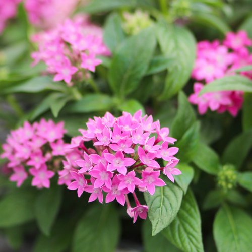 Pink Pentas | May Garden Chores Checklist