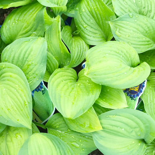 hosta