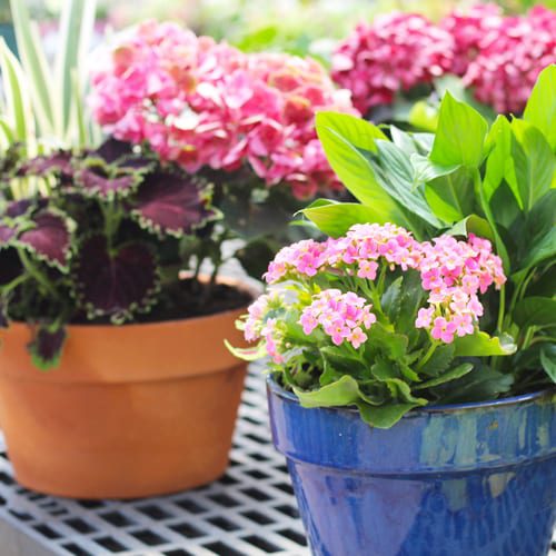 4 Mother's Day Gift Ideas - Conservatory Senior Living