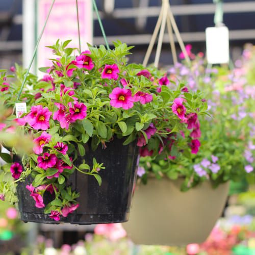 flower hanging basket