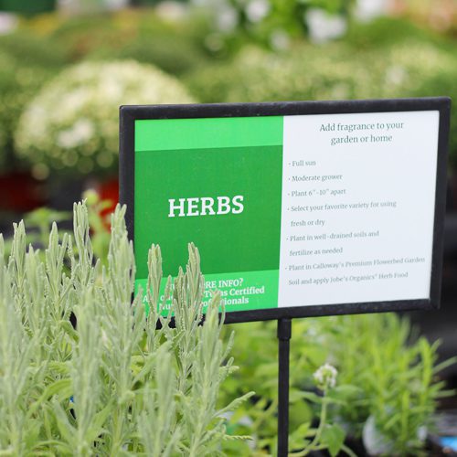 fresh herb plants