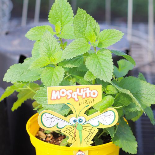Mosquito Plant | Calloway's Nursery