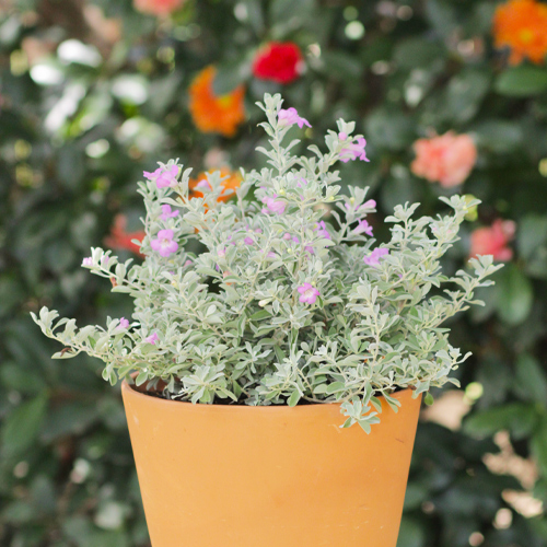 texas sage