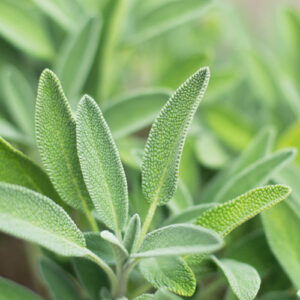 sage