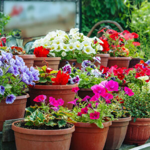container gardens