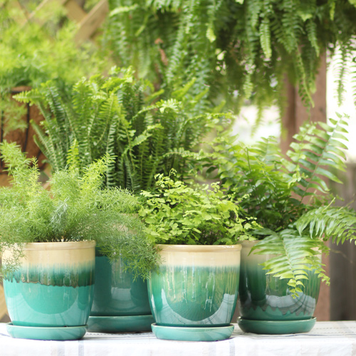 potted plants