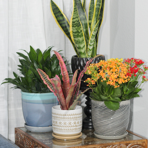 indoor plants